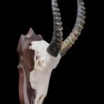 Blesbuck Fullskull Shieldmount 20180801 0100