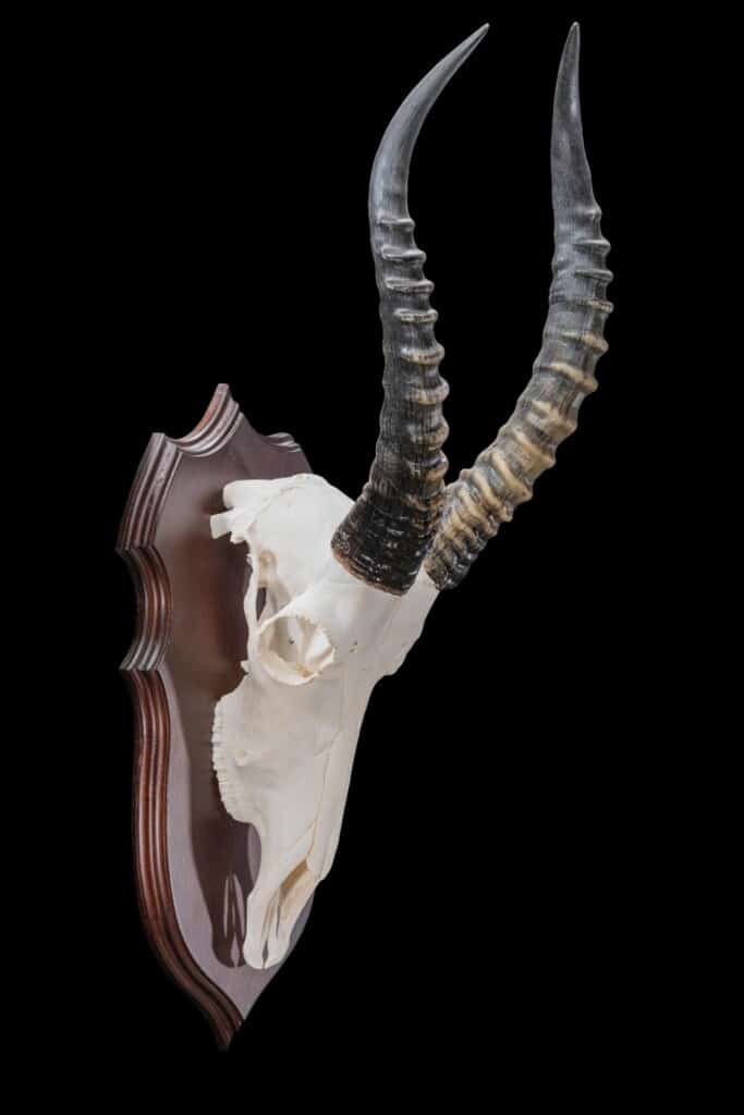 Blesbuck Fullskull Shieldmount 20180801 0100