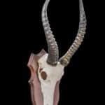 Blesbuck Euro Skull Shieldmount 20190903 0099