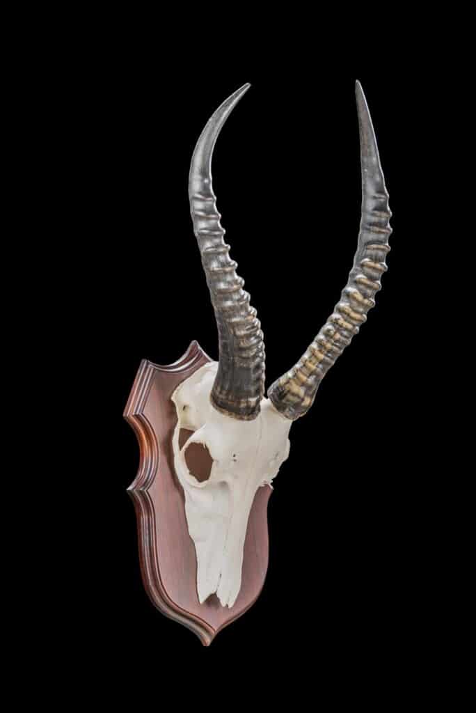 Blesbuck Euro Skull Shieldmount 20190903 0099