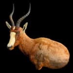Blesbuck Wall Pedestalmount L/T Flatback 20220805 0093