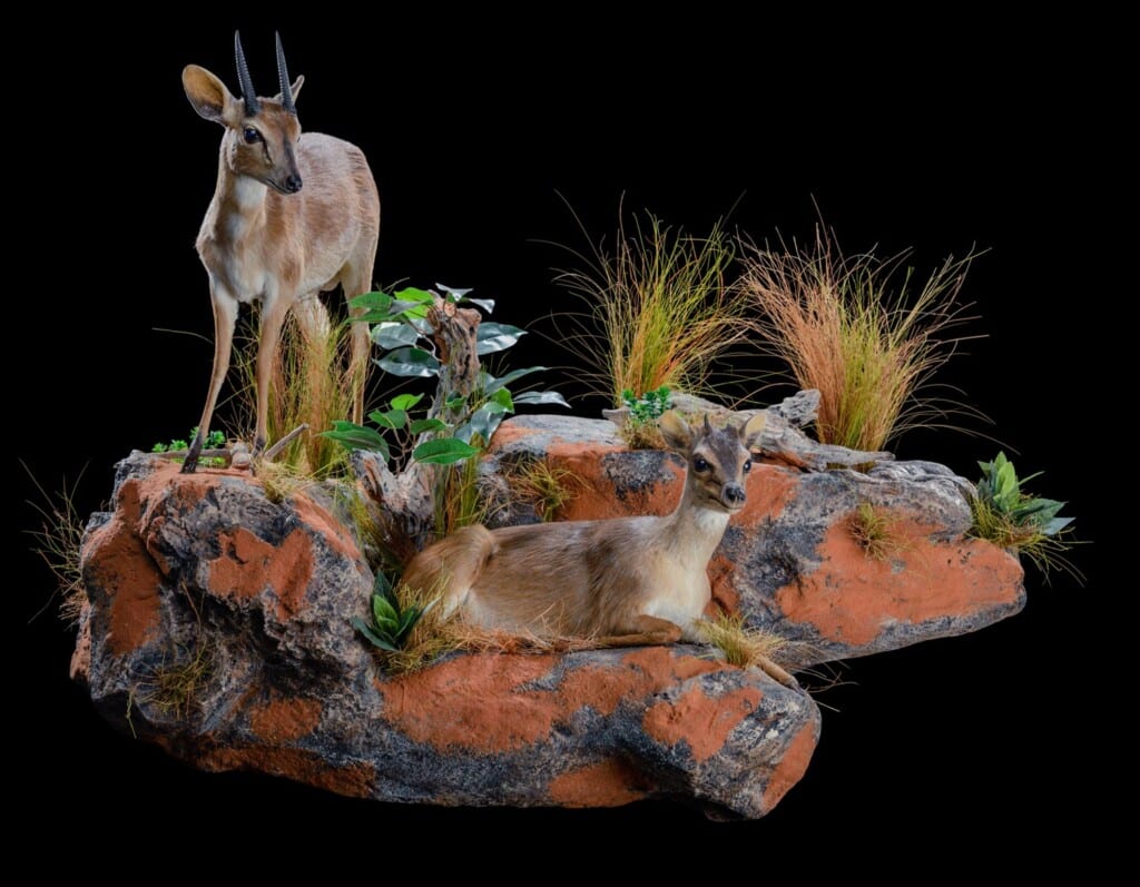 Blue Duiker and Suni Fullmount Combination Wall Display 20190812 0243