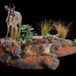 Blue Duiker and Suni Fullmount Combination Wall Display 20190812 0243