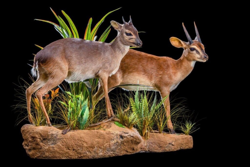 Blue Duiker and Suni Fullmount Combination Wall Display 20220830 0244