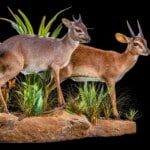 Blue Duiker and Suni Fullmount Combination Wall Display 20220830 0244