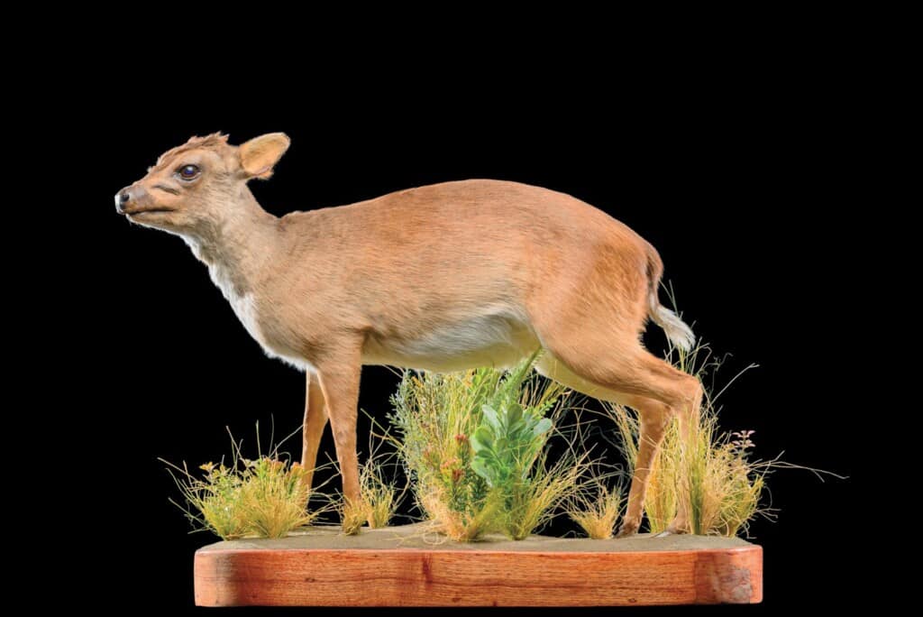 Blue Duiker Fullmount 20160628 0237