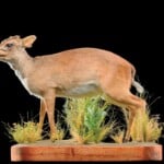 Blue Duiker Fullmount 20160628 0237