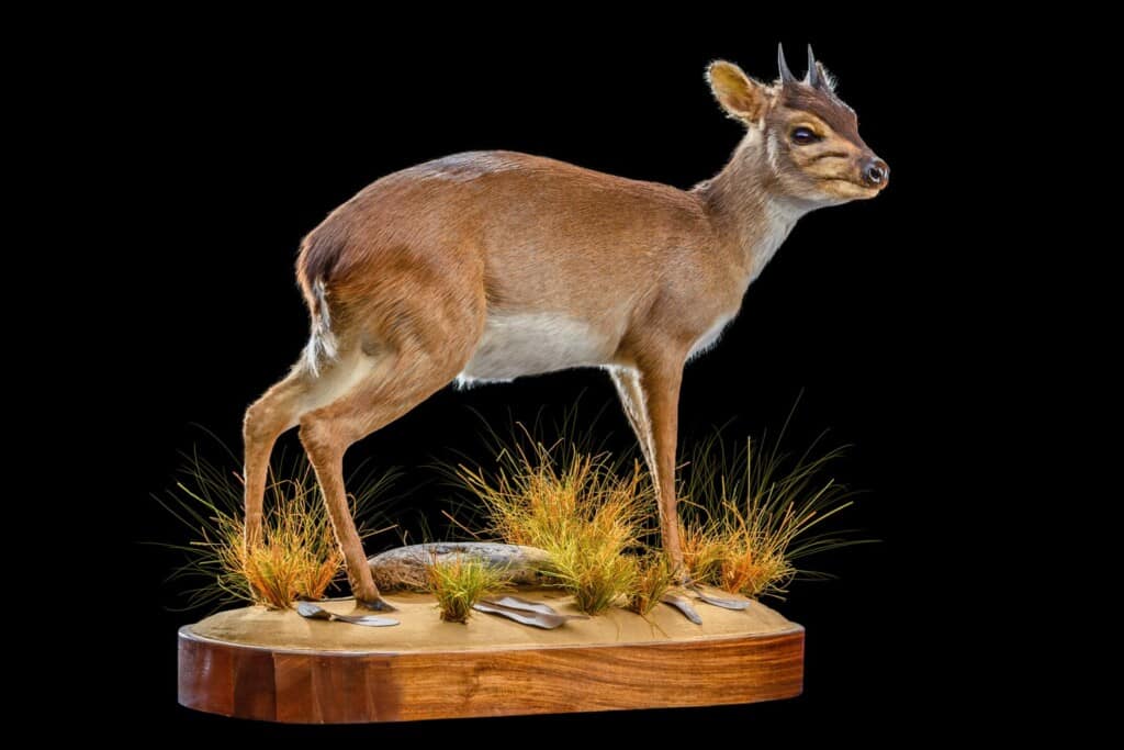 Blue Duiker Fullmount R/T 20200527 0239