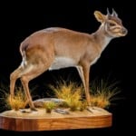 Blue Duiker Fullmount R/T 20200527 0239