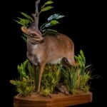 Blue Duiker Fullmount L/T 20210121 0235