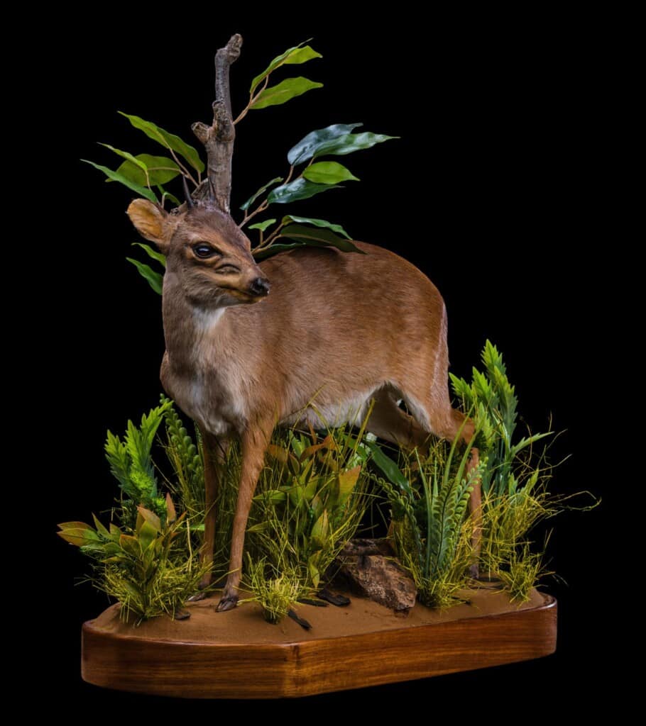 Blue Duiker Fullmount L/T 20210121 0235