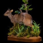 Blue Duiker Fullmount L/T 20210121 0236