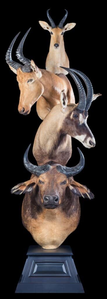 African Forest Buffalo, Roan, Jackson's Hartebeest and Bohor Reedbuck Pedestalmount Combination Custom Base 20170818 0514