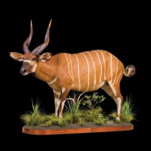 Bongo Fullmount Left Turn 20220830 0005