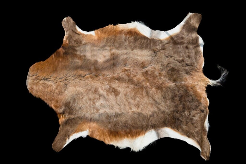 Bontebok Flatskin Tan 20170717 0105