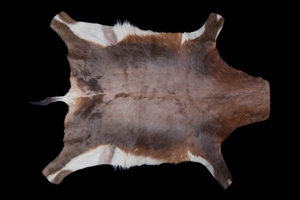 Bontebok Flatskin Tan 20170818 0106