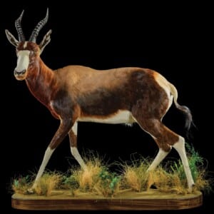 Bontebok Fullmount Left Turn 20220830 0006