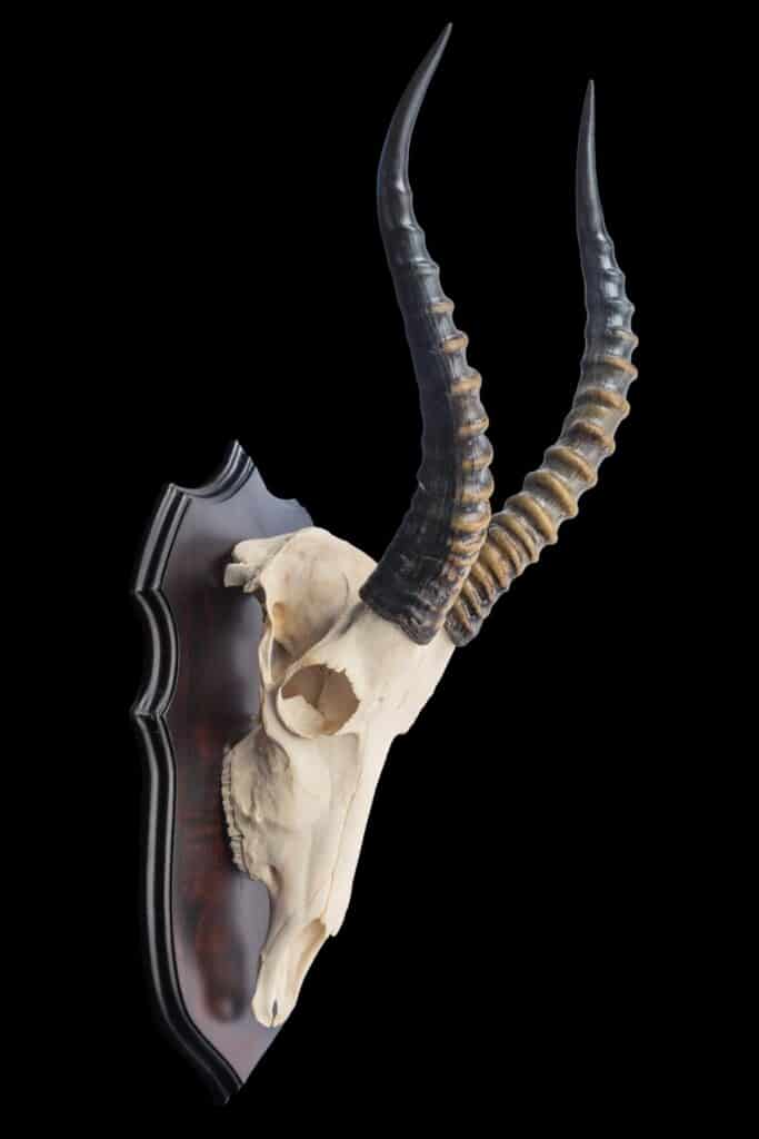 Bontebok Fullskull Shieldmount 20170818 0104