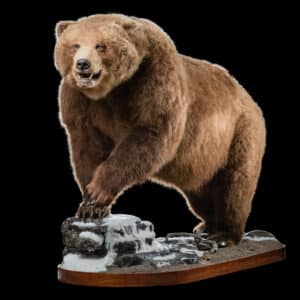 Brown Bear Fullmount 20200303 71235