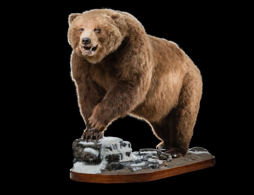 Brown Bear Fullmount 20200303 0041