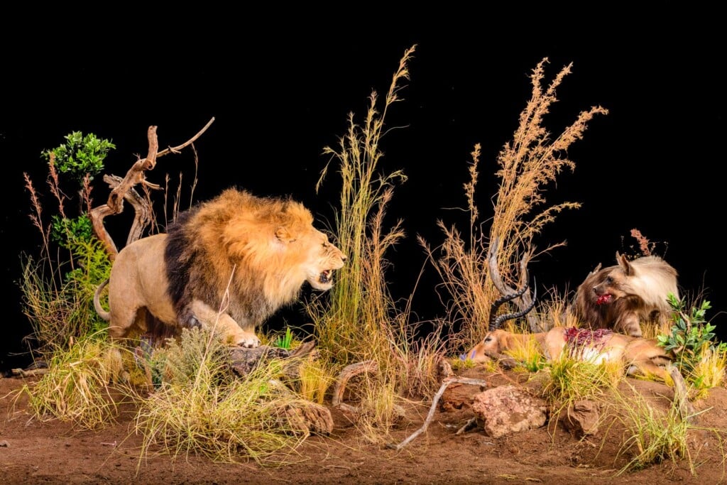 Lion and Brown Hyena Fullmount Combination Custom Diorama Base 20140723 0551