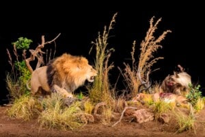 Lion and Brown Hyena Fullmount Combination Custom Diorama Base 20140723 0551