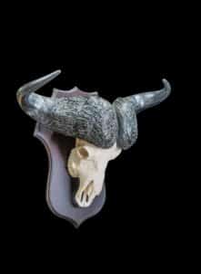 Buffalo Fullskull Shieldmount 20170717 0061