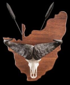 Buffalo Fullskull Shieldmount on Custom Shield with Spears 20220901 577