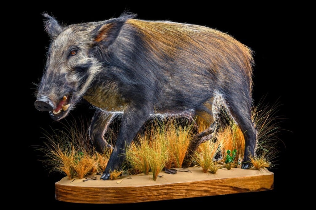 Bushpig Fullmount 20200527 0144