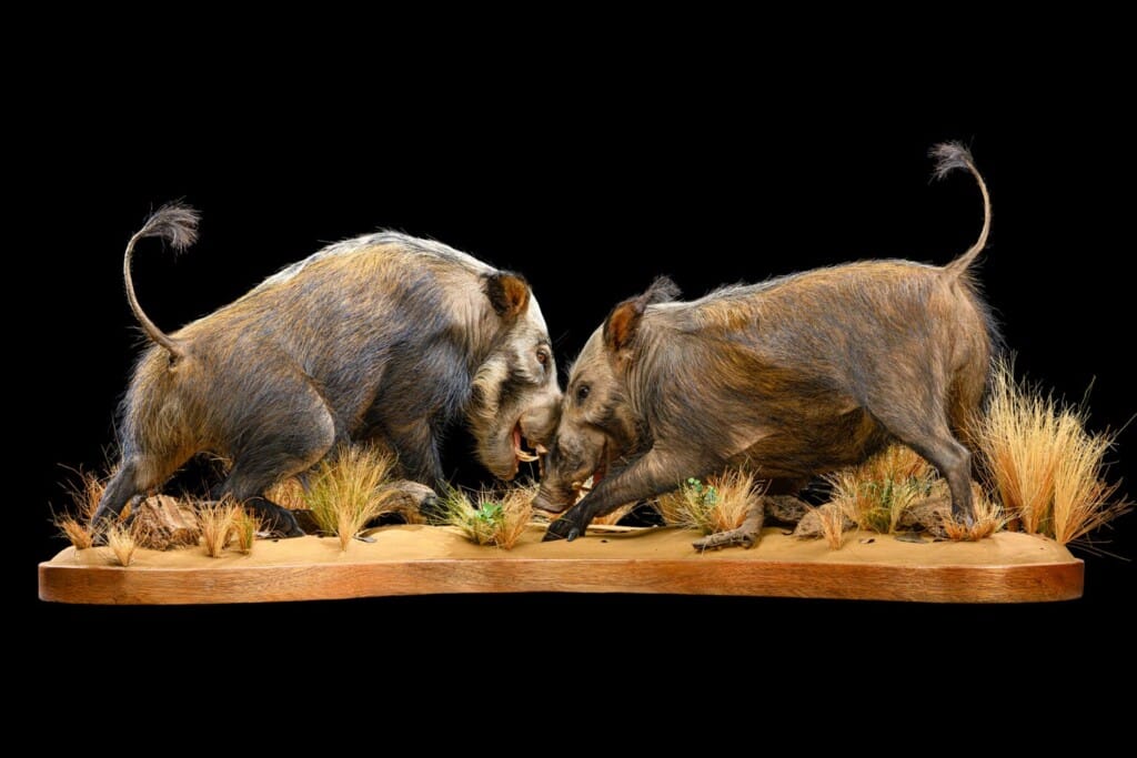 Bushpig Combination Fullmount Fighting 20220805 0145
