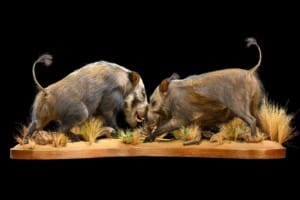 Bushpig Combination Fullmount Fighting 20220805 0145
