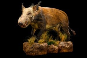 Bushpig Fullmount Wall Display 20220805 0146