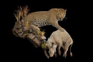 Leopard and Bushpig Fullmount Combination Wall Display 20210813 0147