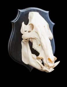 Bushpig Fullskull Shieldmount 20170717 0148