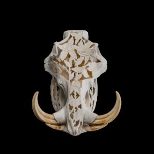 Warthog Full Skull Carved - GG151