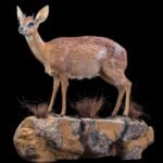 Cape Grysbuck Fullmount L/T Wall Display 20170818 0503