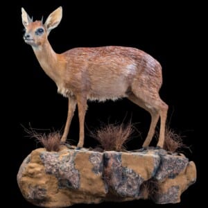 Cape Grysbok Fullmount Left Turn Wall Display 20170818 0503