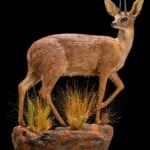 Cape Grysbuck Fullmount R/T Wall Display 20200623 0502