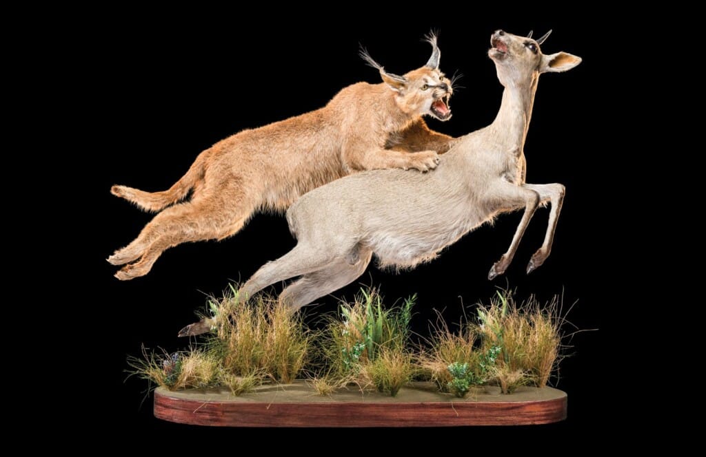 Caracal and Grey Duiker Fullmount Combination 20220830 0121