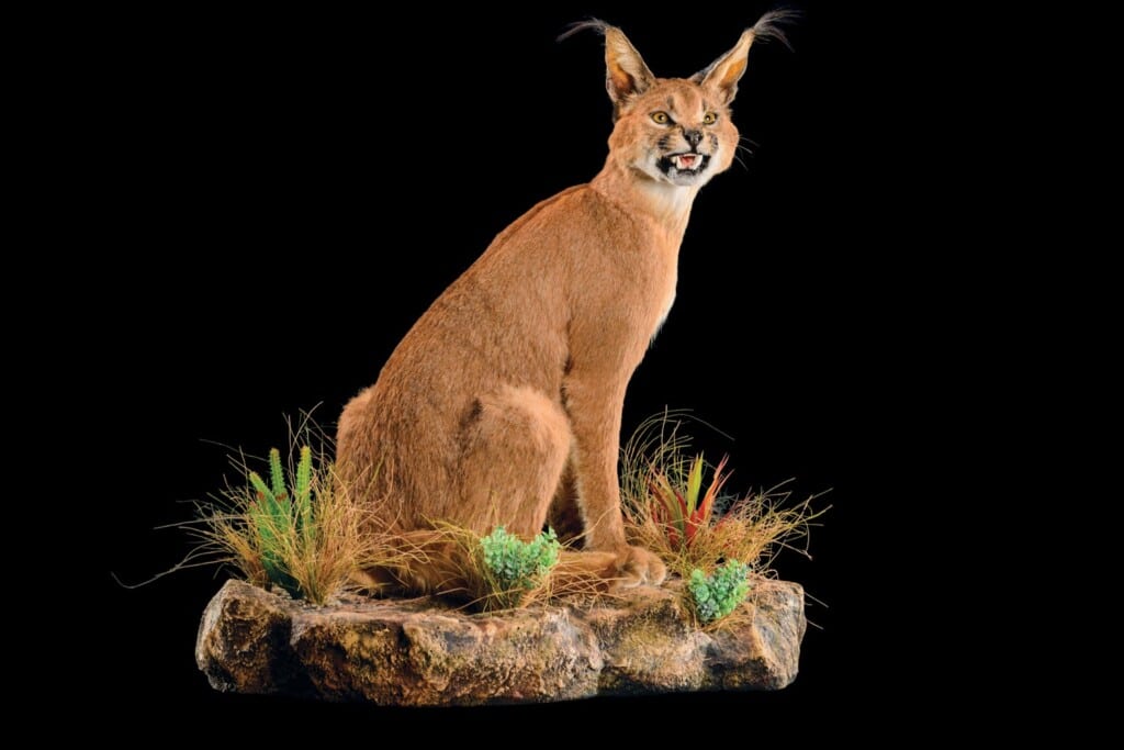Caracal Fullmount Wall Display 20150701 0115