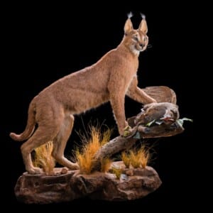 Caracal with Guinea Fowl Prey Fullmount Combination Wall Display 20201126 011
