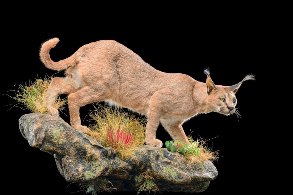 Caracal Fullmount Wall Display Custom Base 20220830 0117