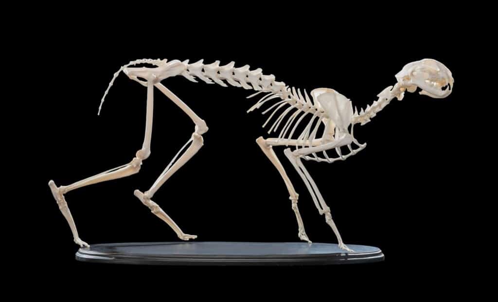 Caracal Skeleton Custom Base 20180801 0124