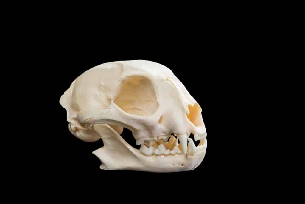 Caracal Fullskull with Jaw 20170717 0125