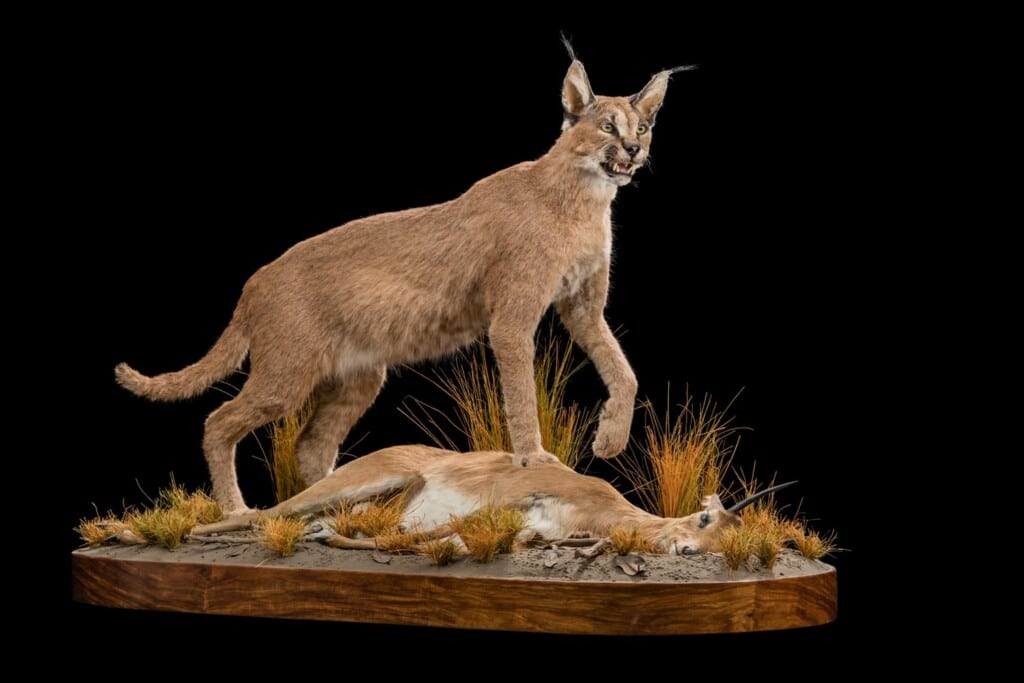 Caracal and Steenbuck Prey Fullmount Combination 20200303 0122