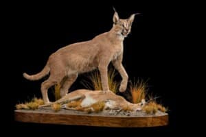 Caracal and Steenbuck Prey Fullmount Combination 20200303 0122