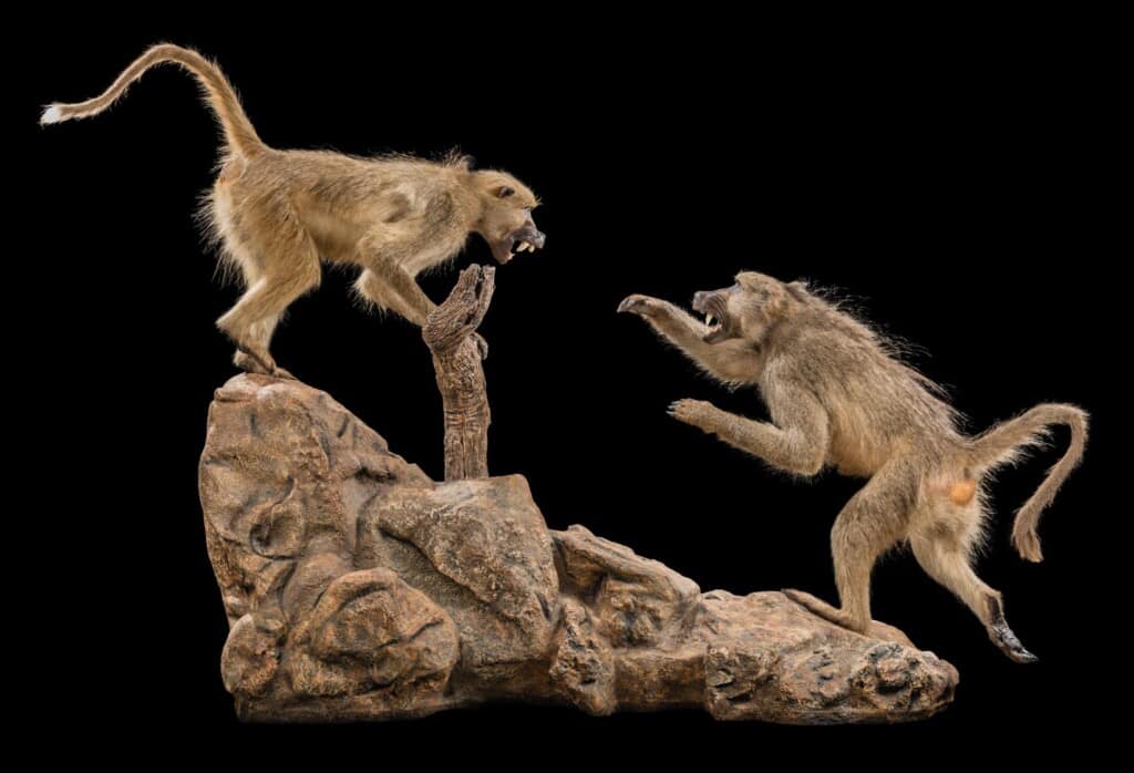 Baboon Fullmount Combination Custom Base 20190723 0026