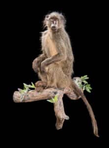 Baboon Fullmount Left Turn Wall Display 20190903 0020