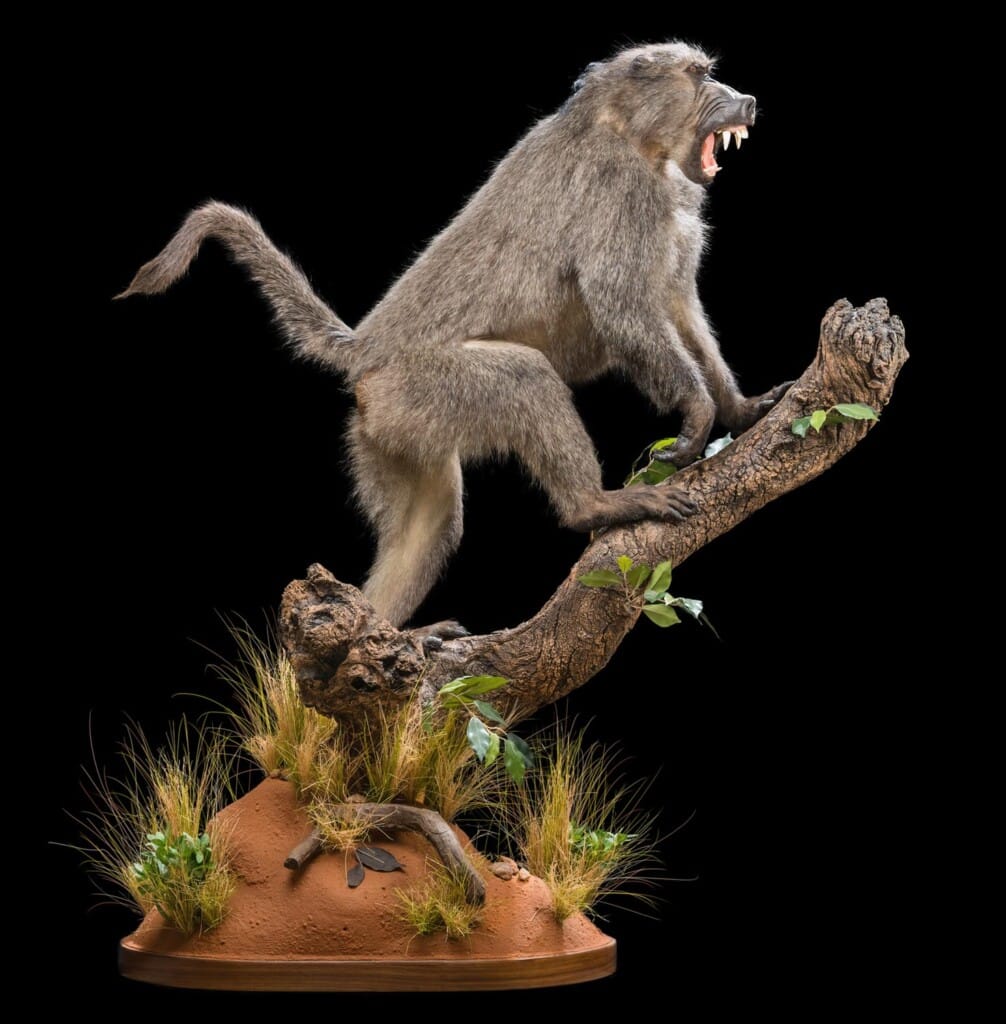 Baboon Fullmount Straight 20200811 0021