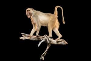 Baboon Fullmount Left Turn Wall Display 20220829 0025